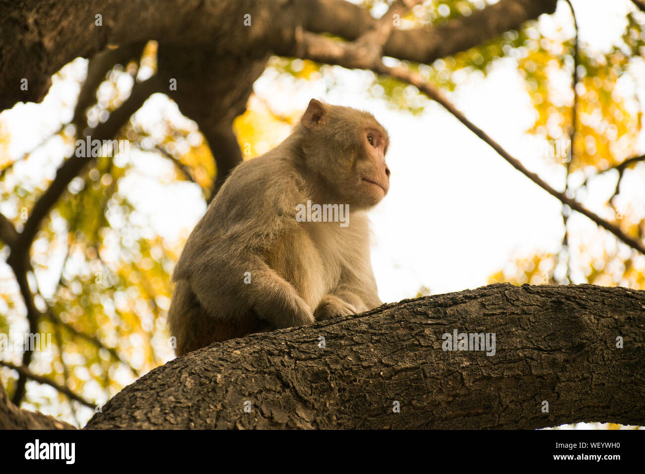 Singe assis sur une branche d'un arbre ou quelque chose qui est son habitat naturel. Un fond naturel de la forêt épaisse est donné autour d'elle. Banque D'Images