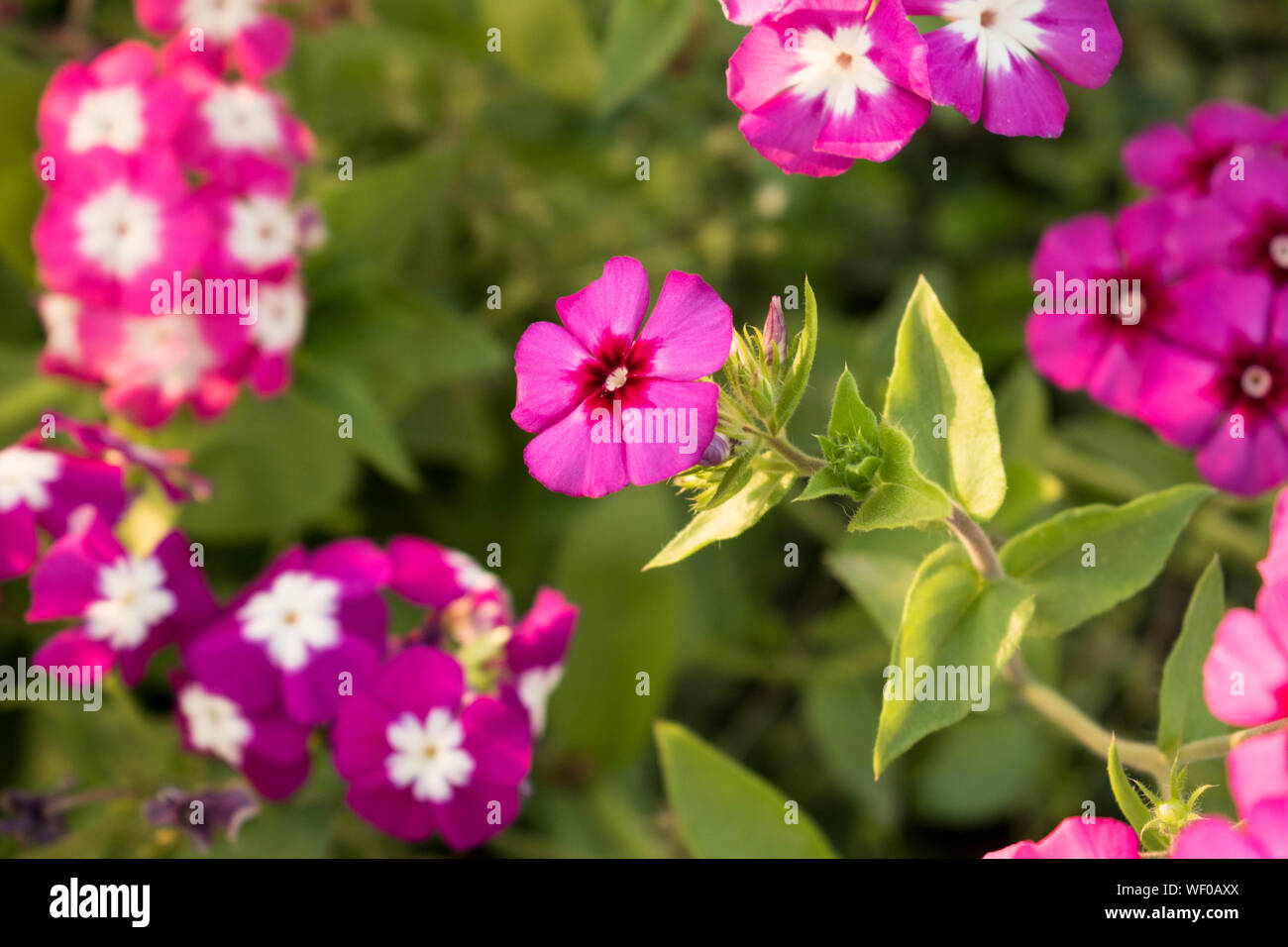 Un gros plan de fleurs dans le jardin faire fond d'origines. Parfait Banque D'Images