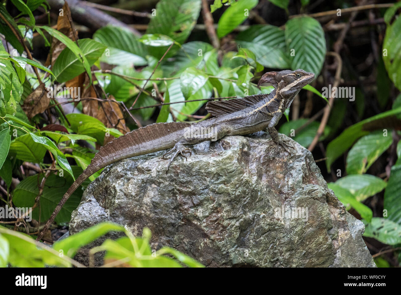 Lézard Jésus Christ soleil auto sur rock, Parc National Manuel Antonio, Costa Rica Banque D'Images