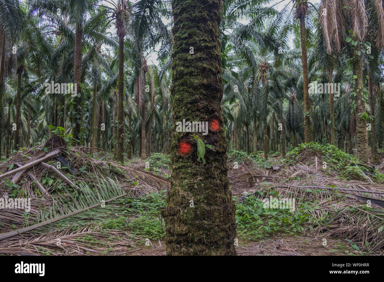 Palmier à tronc marqué sur palm plantation Banque D'Images