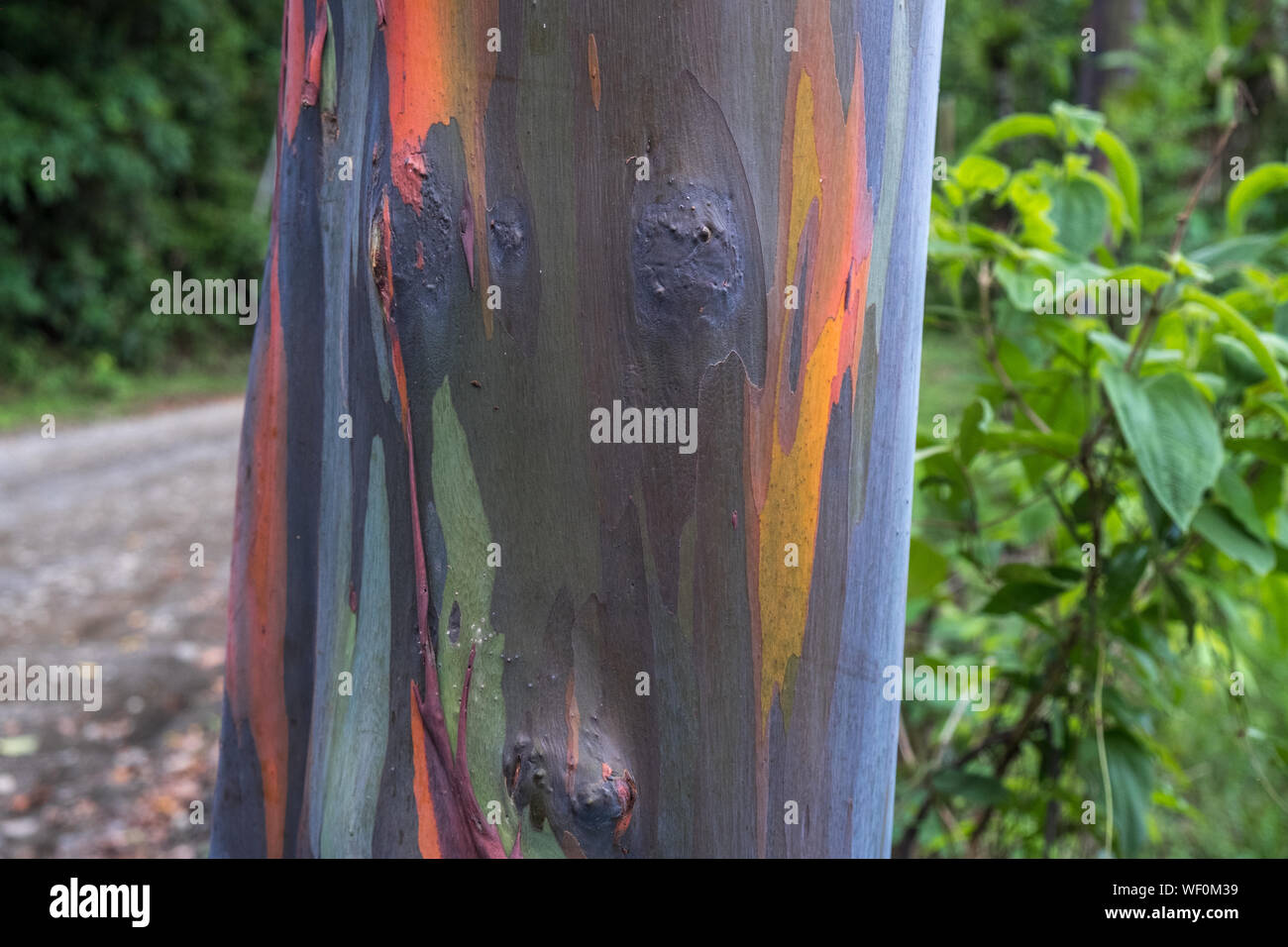 Rainbow Eucalyptus, Eucalyptus deglupta, Quepos, Costa Rica Banque D'Images