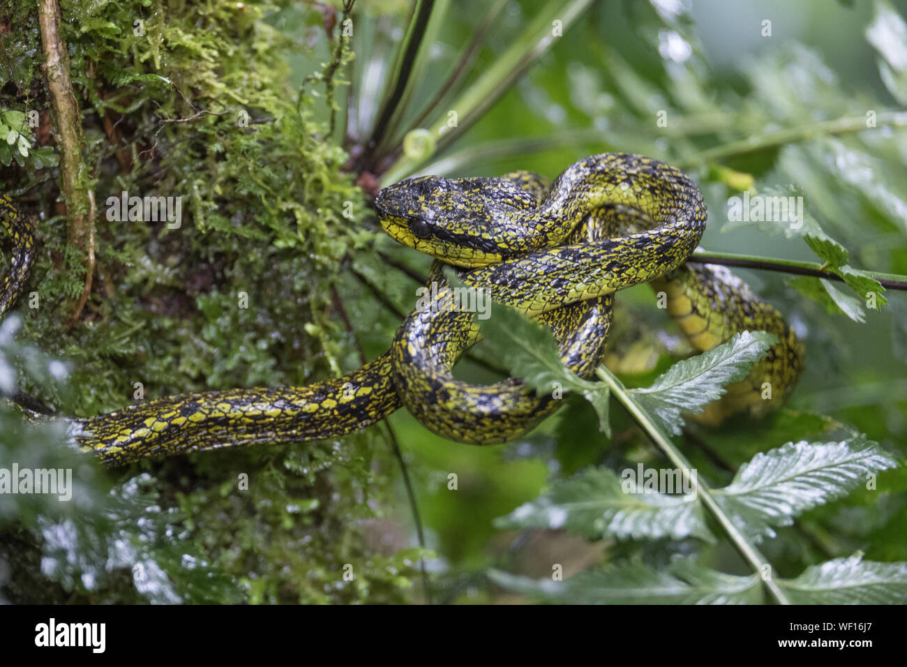 Snake Pit Viper, Forêt Nuageuse de Monteverde, Costa Rica, mai 2019 Banque D'Images