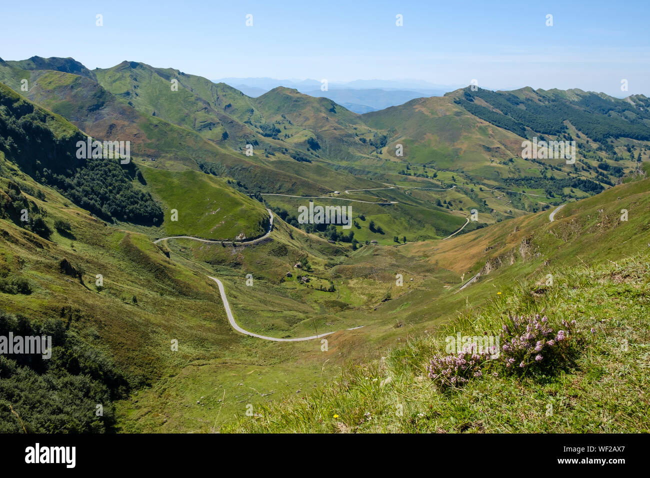 Belles fleurs sauvages en premier plan d'un magnifique paysage de montagne à Alto Valle del Miera, Cantabria, ESPAGNE Banque D'Images