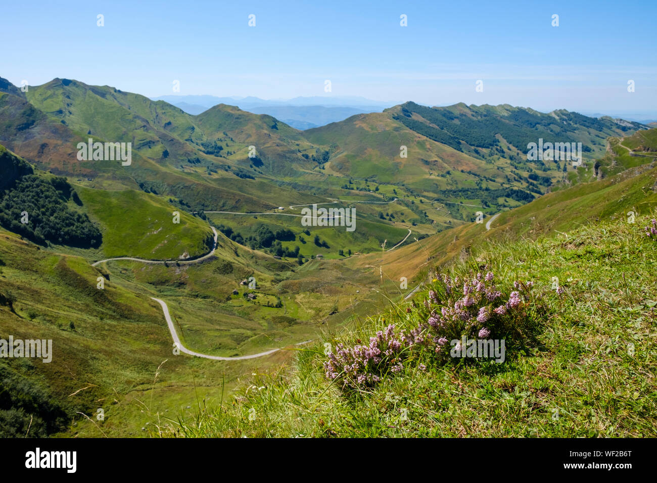 Belles fleurs sauvages en premier plan d'un magnifique paysage de montagne à Alto Valle del Miera, Cantabria, ESPAGNE Banque D'Images