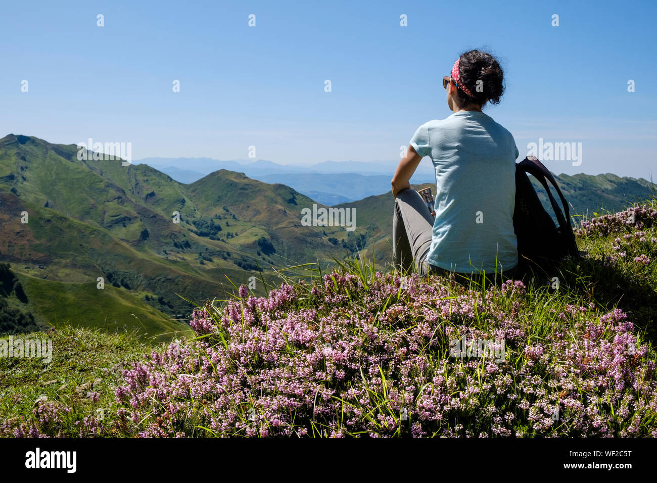 Elle jouit d'un magnifique paysage de haute montagne entourée de magnifiques fleurs sauvages à Alto Valle del Miera, Cantabria, ESPAGNE Banque D'Images