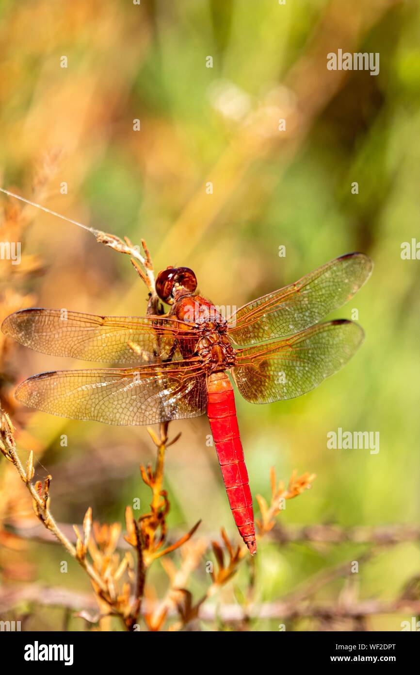 Red dragonfly close up Banque D'Images