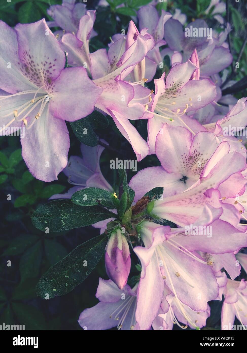 Les fleurs violet pastel Photo Stock - Alamy