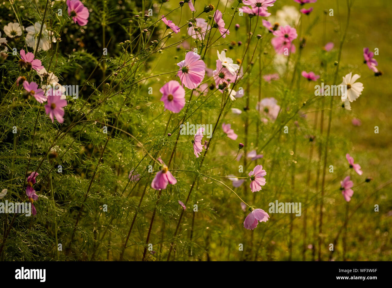 Saison Hiver,jardin,fleur,cosmos,Salt lake Park, Kolkata, Inde. Banque D'Images