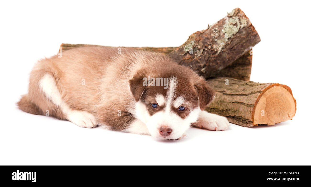 Chiot Husky Sibérien brun aux yeux bleus, mensonge, isolé sur fond blanc Banque D'Images