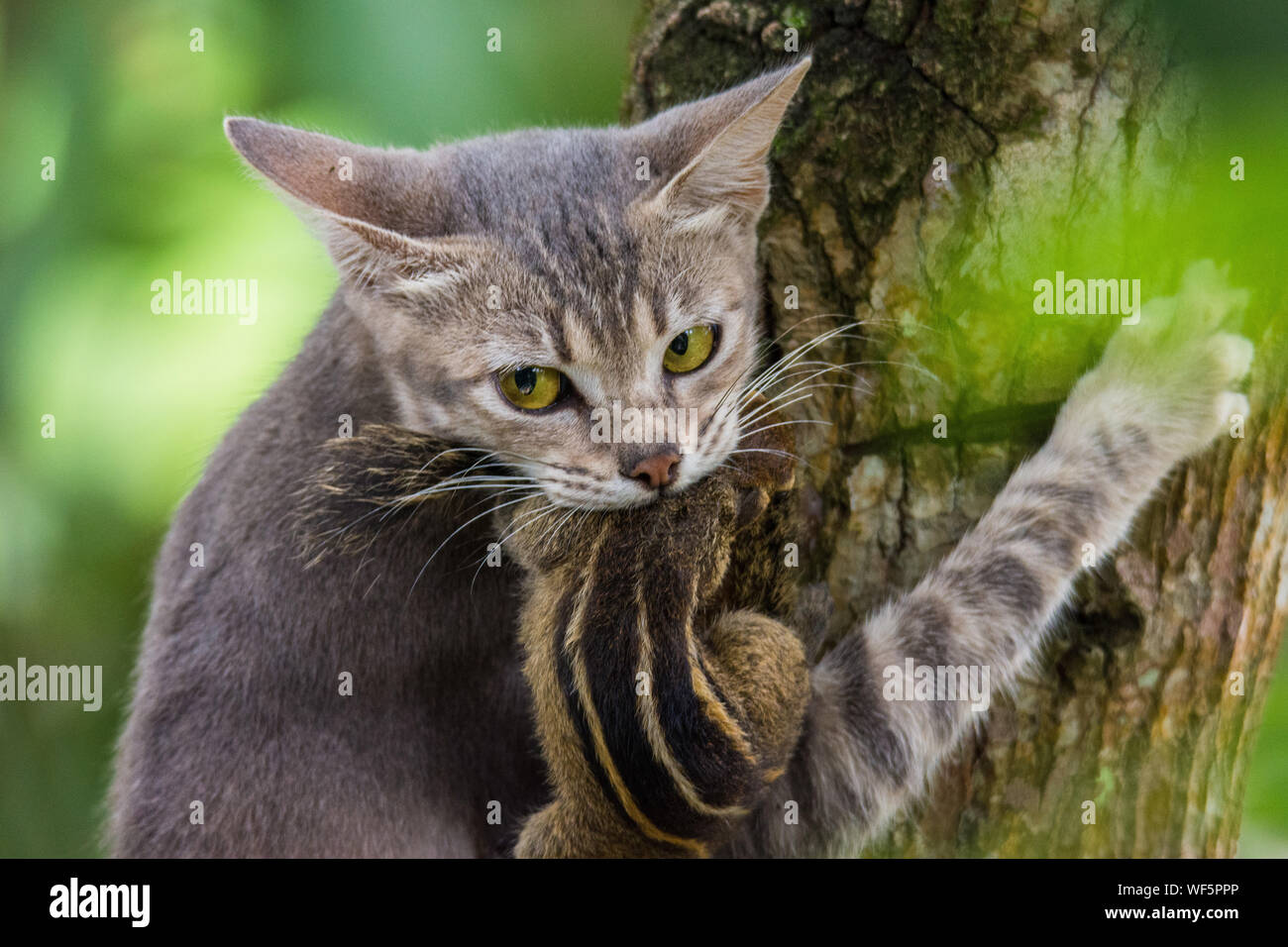 Chat avec sa proie dans un arbre Banque D'Images