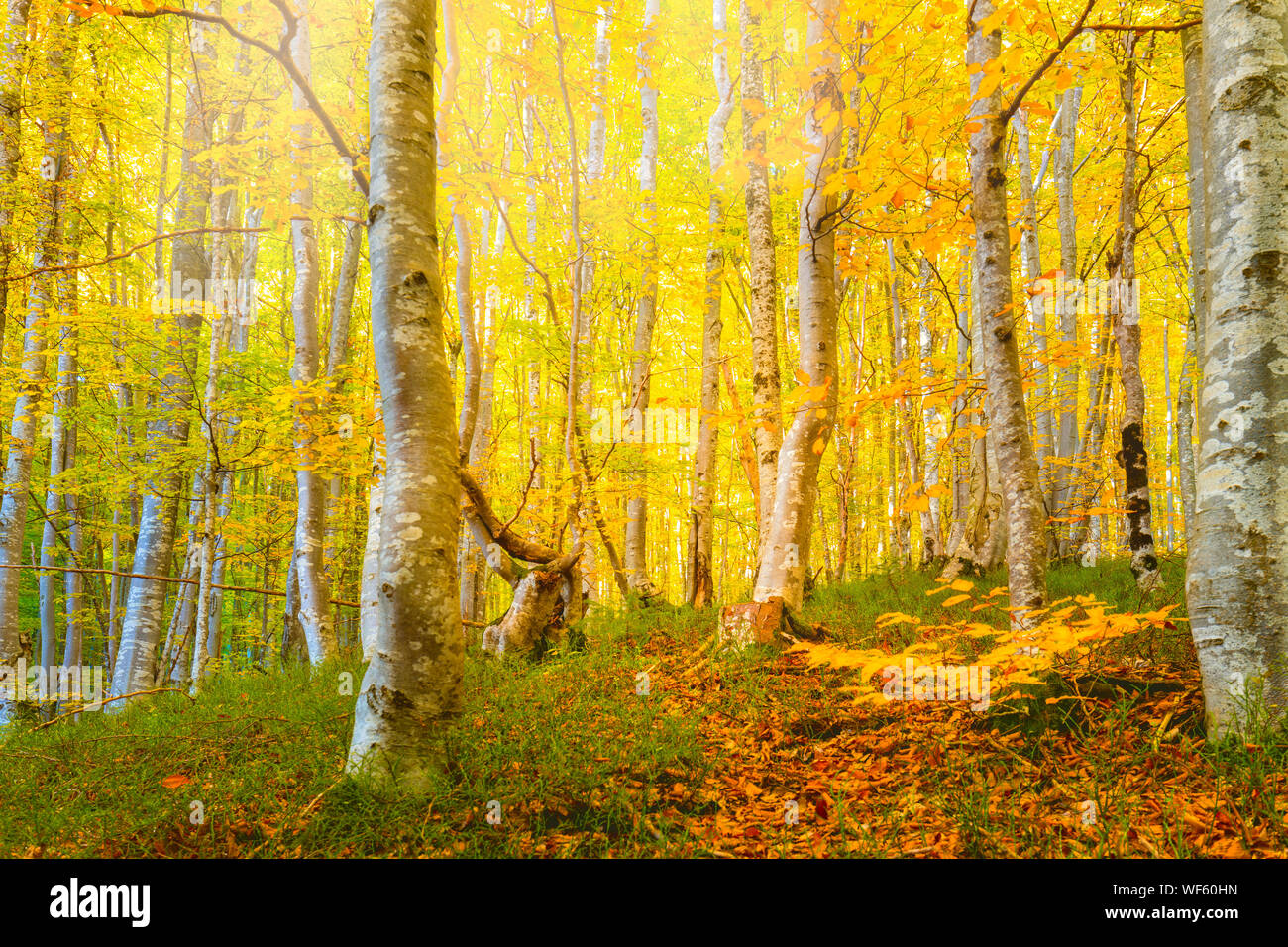 Amazing Automne doré dans une forêt sauvage -jaune orange feuilles et de grands arbres, paysage naturel Banque D'Images
