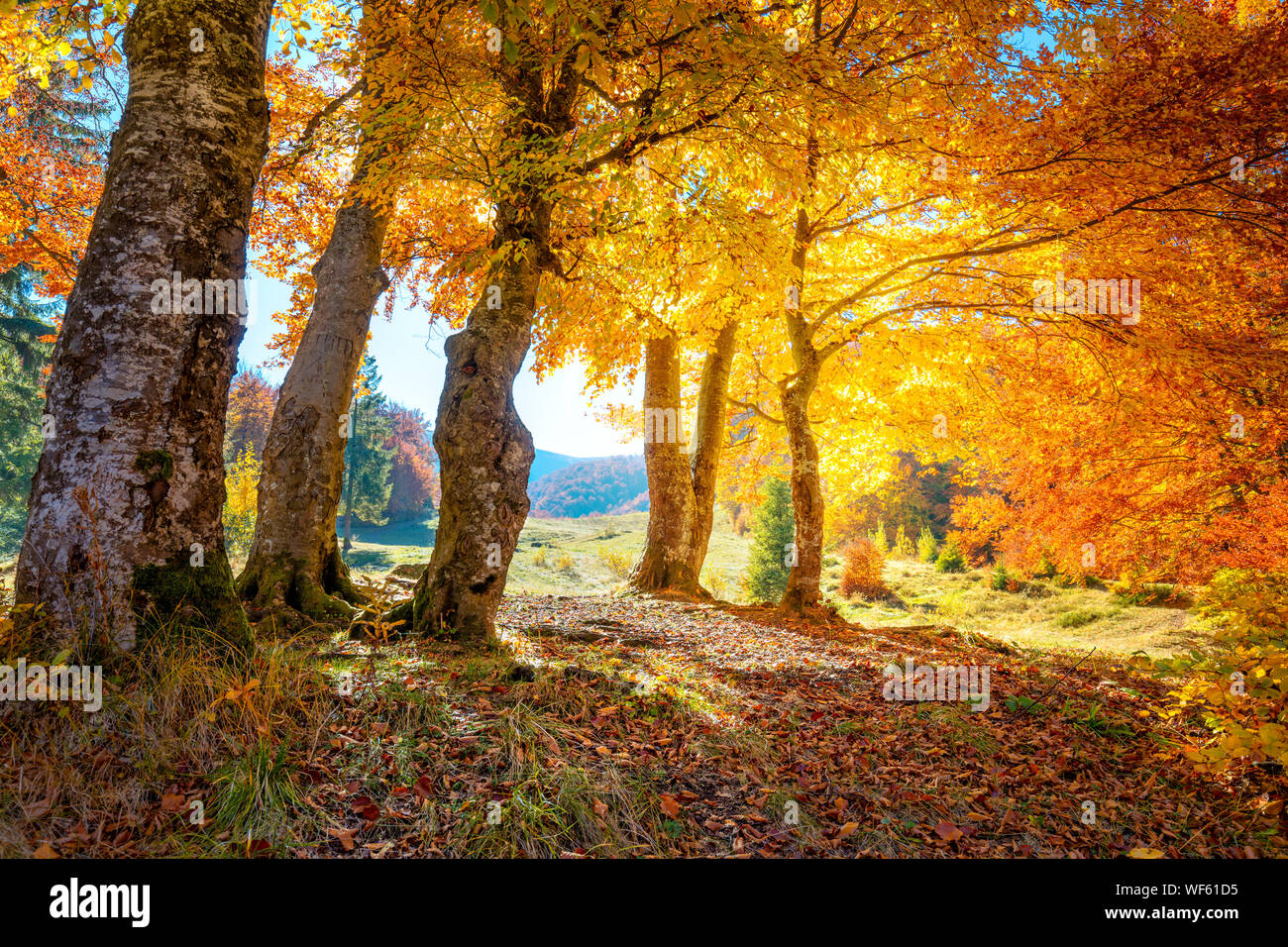 Paysage de forêt ensoleillée d'automne avec de grands arbres d'or Banque D'Images