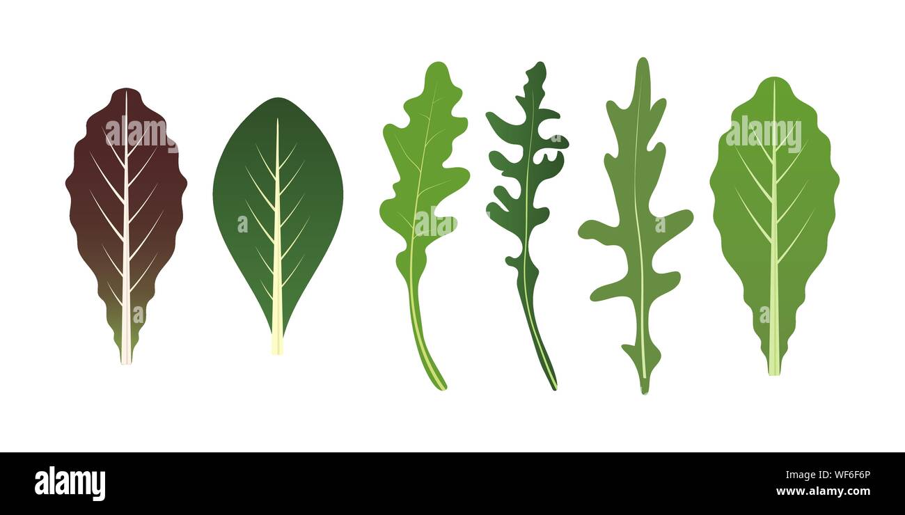 Mélange de feuilles de salade. Roquette, épinards et feuille de laitue. Vector illustration set dans un style plat. Illustration de Vecteur