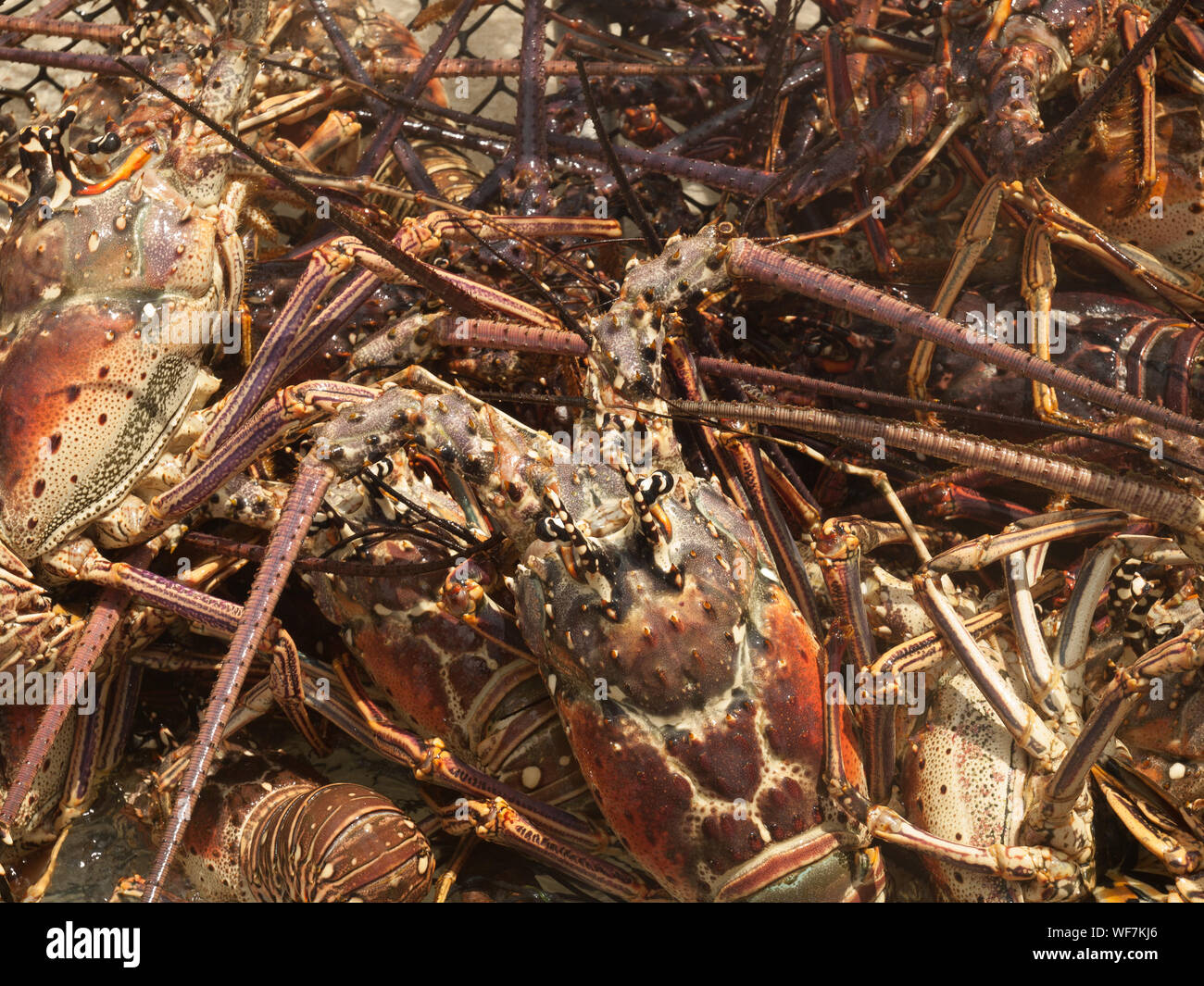 APPAREIL PHOTO NUMÉRIQUE OLYMPUS Banque D'Images