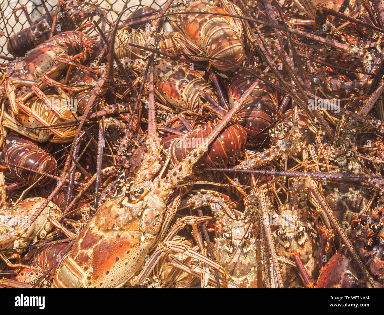 APPAREIL PHOTO NUMÉRIQUE OLYMPUS Banque D'Images