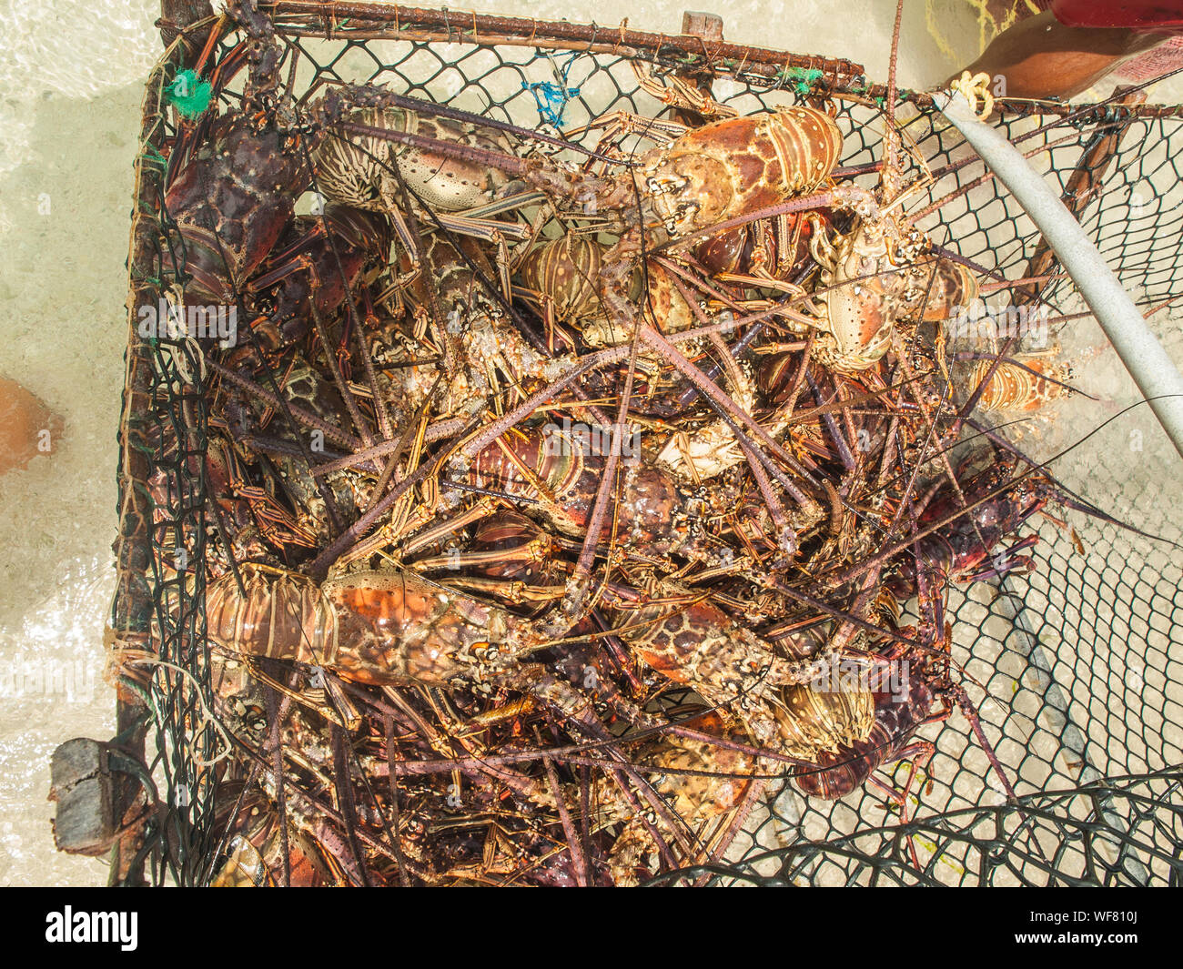 Mer des Caraïbes Caraïbes d'arthropodes, langouste, Close-Up, - , des fruits de mer, Panulirus argus, photographie, APPAREIL PHOTO NUMÉRIQUE ShoppingOLYMPUS -Pièges Banque D'Images