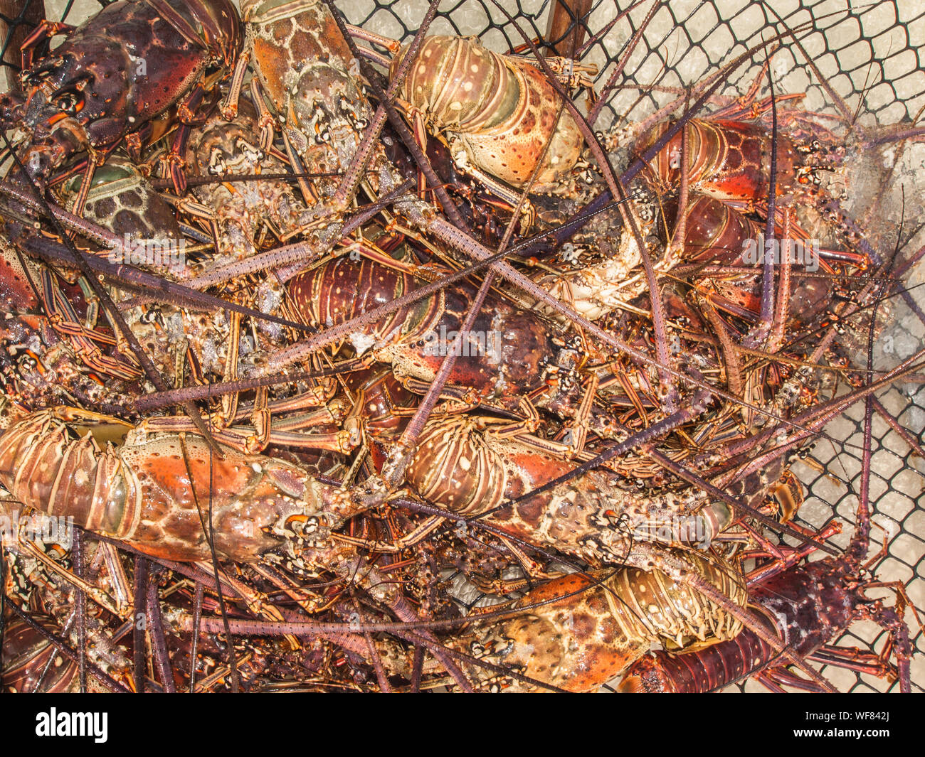 Mer des Caraïbes Caraïbes d'arthropodes, langouste, Close-Up, - , des fruits de mer, Panulirus argus, photographie, pièges -Shopping Banque D'Images