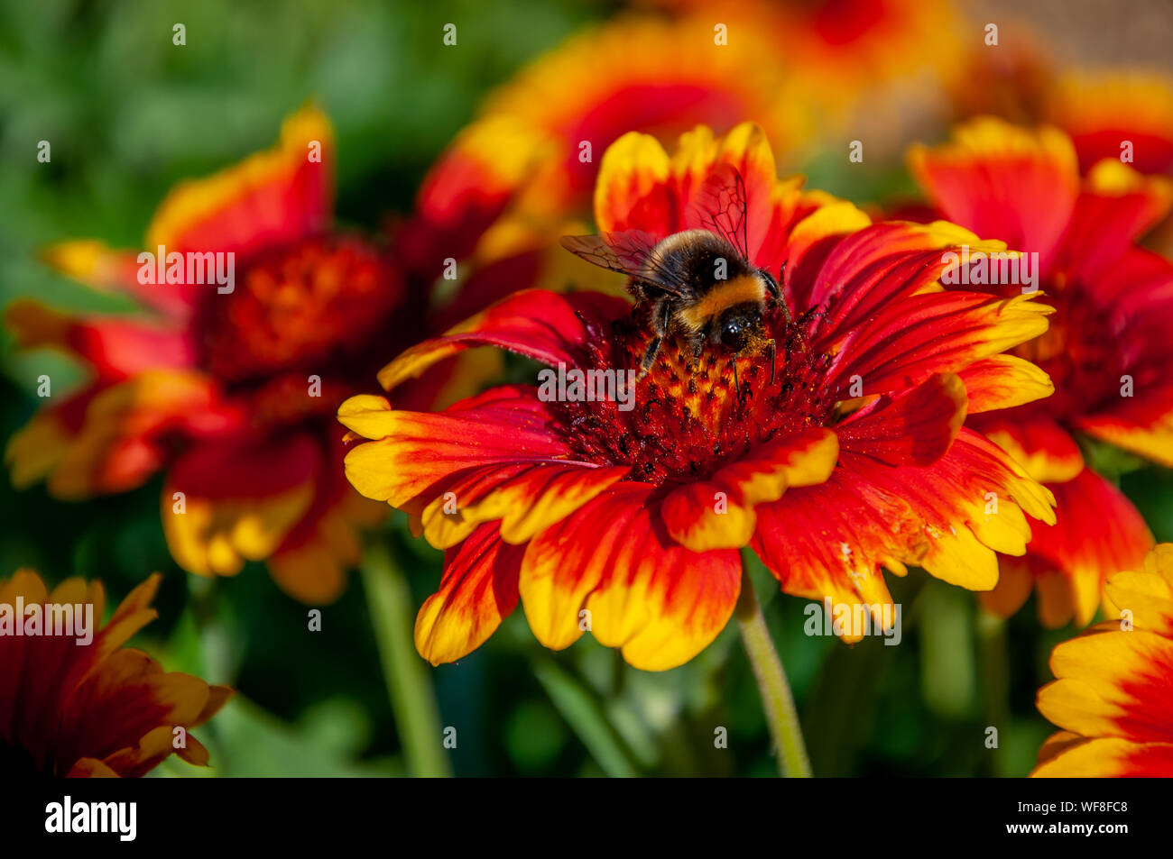 Une abeille recueille le nectar d'une fleur de Gaillardia tôt été Banque D'Images