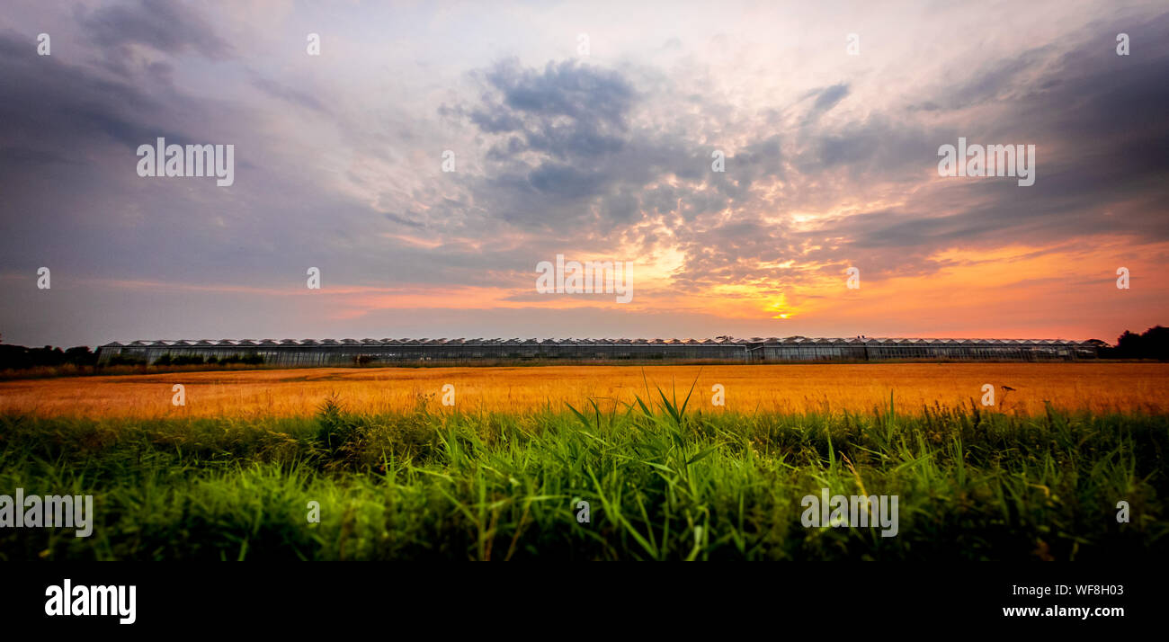 Les émissions industrielles en champ de blé au coucher du soleil Banque D'Images