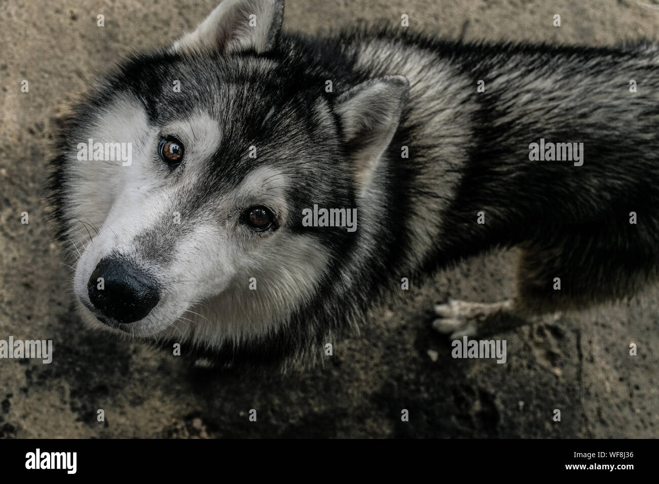 Vue vers le bas d'un grand, mignon et hot Siberian Husky chien mixte, avec des yeux noisette et noir, blanc et gris, fourrure à profondément dans l'appareil photo Banque D'Images