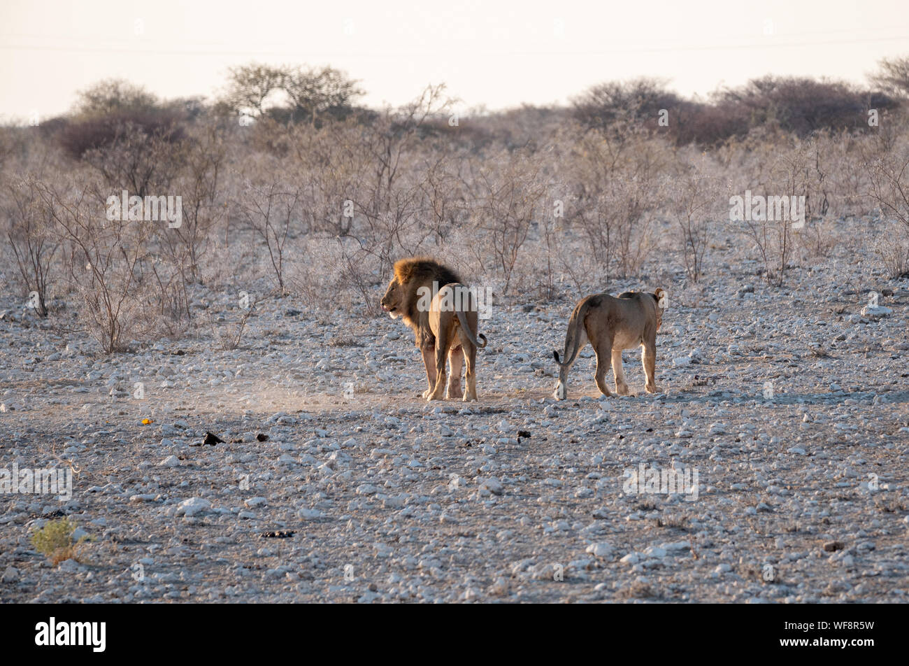 Lion et lionne, une Paire de lions mâles et femelles, laissant l'autre après la pariade, Etosha National Park, Namibie Banque D'Images