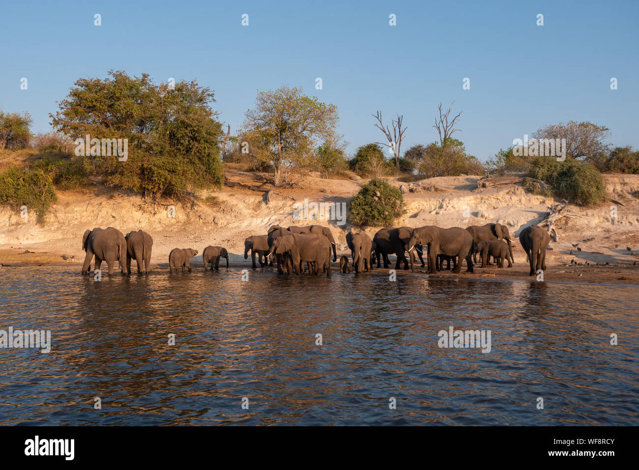 Troupeau d'éléphants sur la rive de la rivière Chobe dans le Parc National de Chobe, au Botswana Banque D'Images
