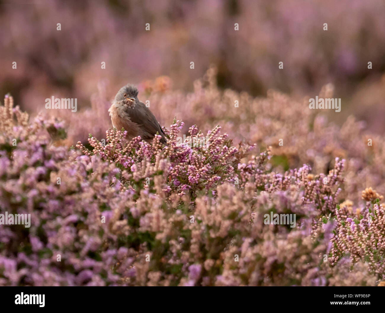 Homme Dartford Warbler (Sylvia undata) le mélange dans son contexte de la floraison à la fin de l'été heather parfaitement, Suffolk Banque D'Images