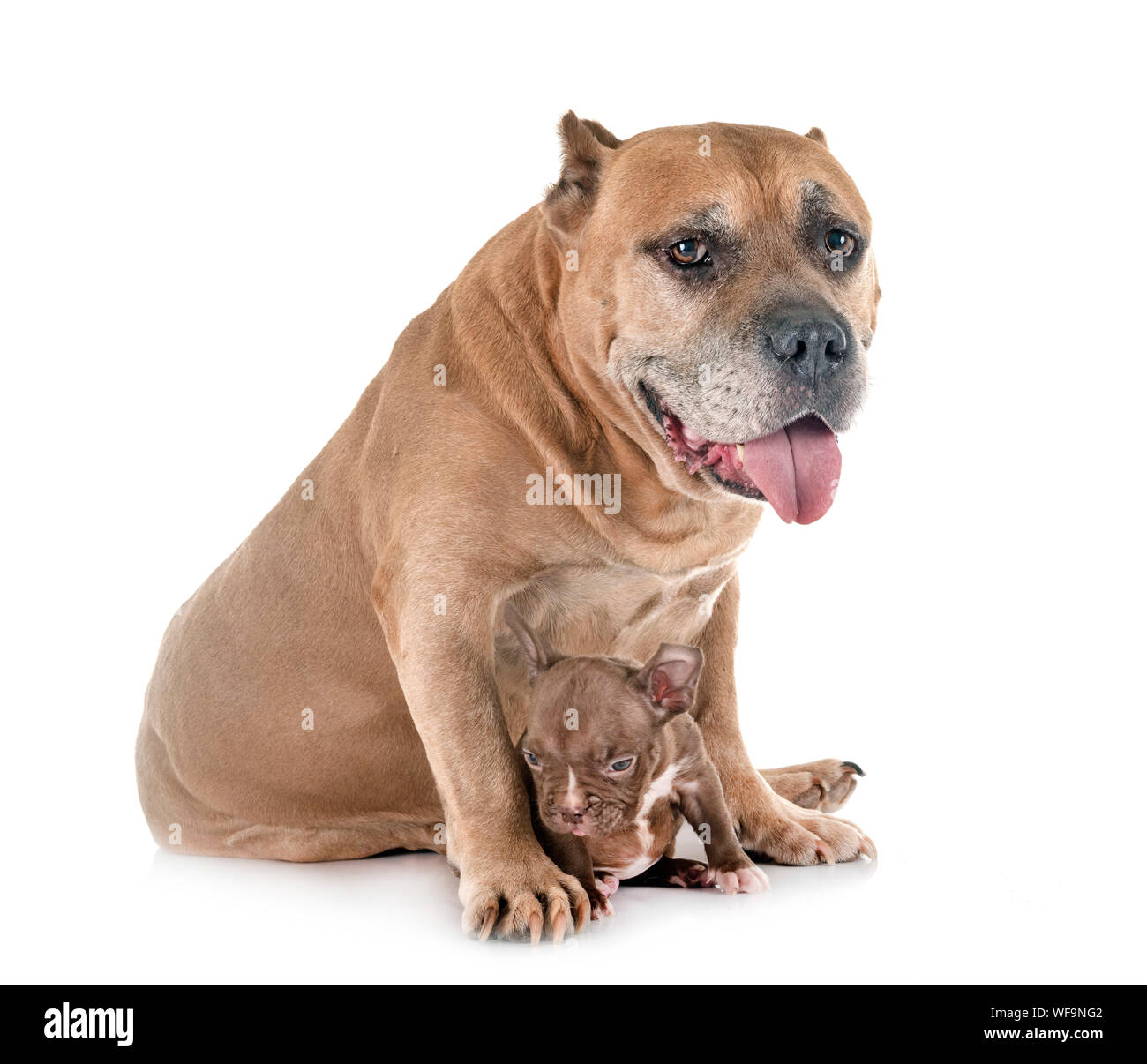 Old American Staffordshire terrier et puppy in front of white background Banque D'Images