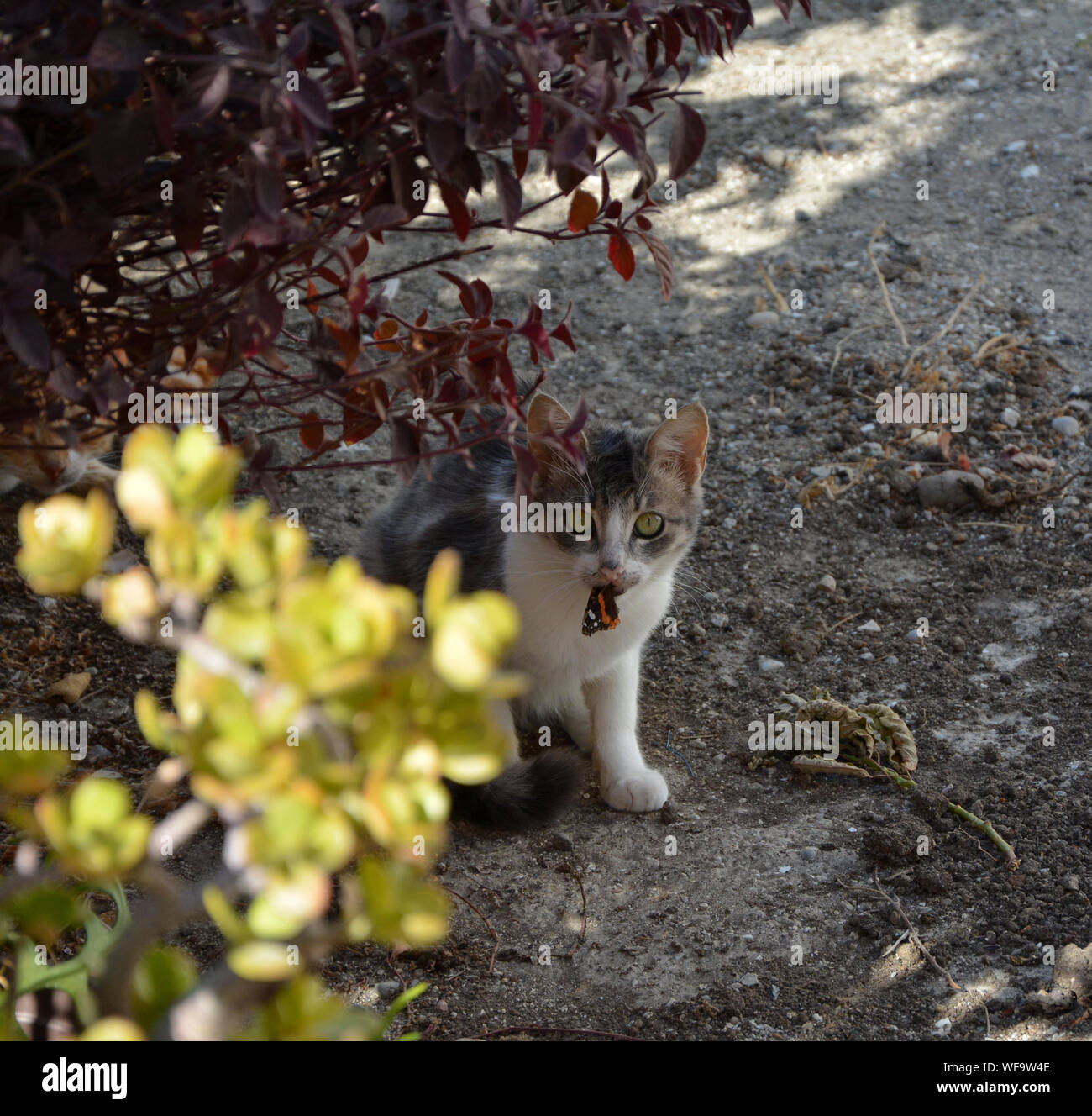 Chasse Aux Papillons Banque D Image Et Photos Alamy