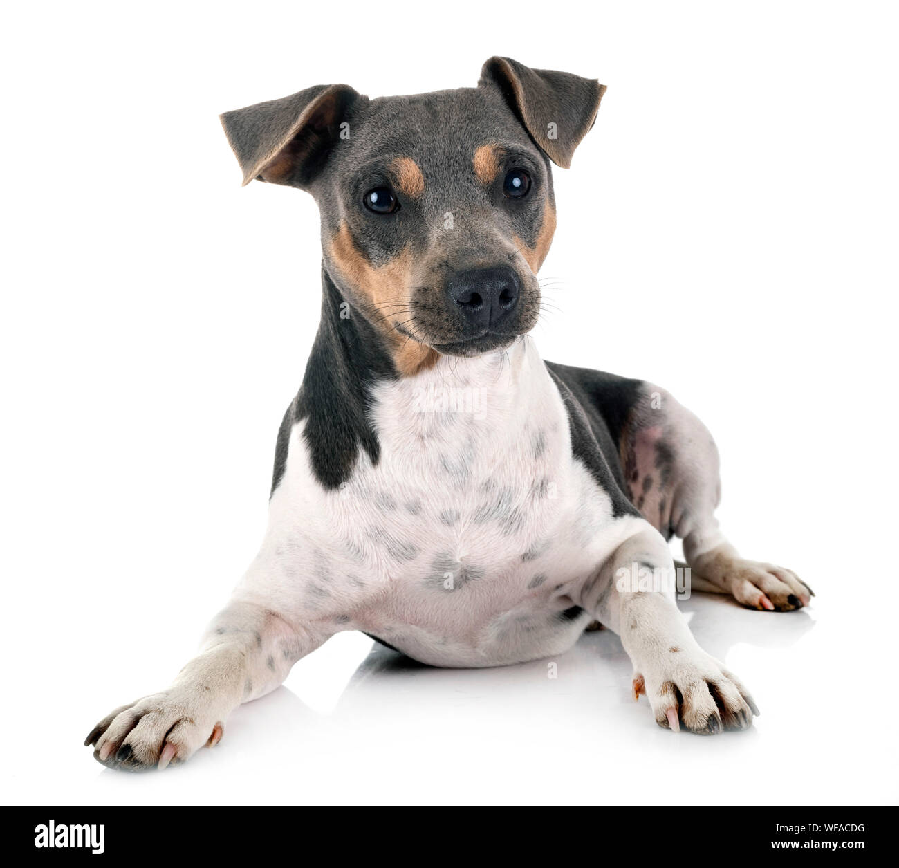 Terrier brésilien in front of white background Banque D'Images