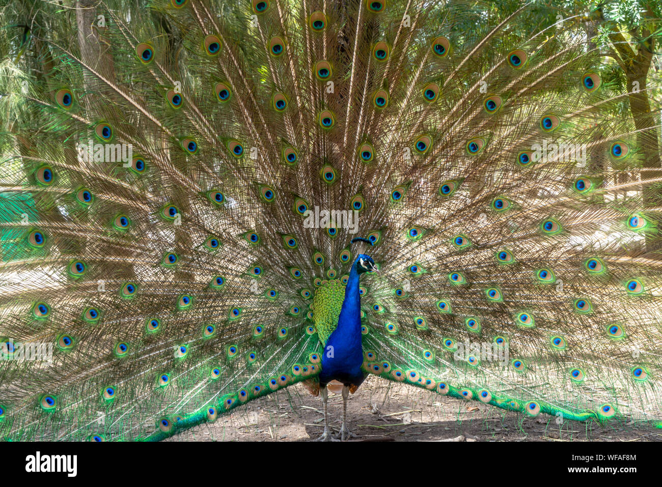 Magnifique oiseau Paon Banque D'Images