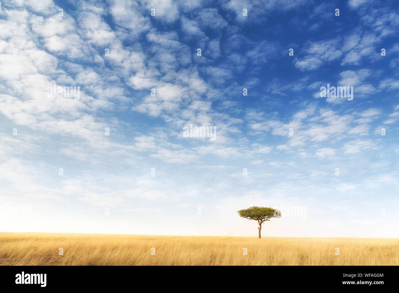 Les acacia dans le Masai Mara, Kenya. Arbre solitaire dans l'herbe d'avoine rouge typique de la région, avec ciel bleu et fins fond de nuage. L'espace f Banque D'Images