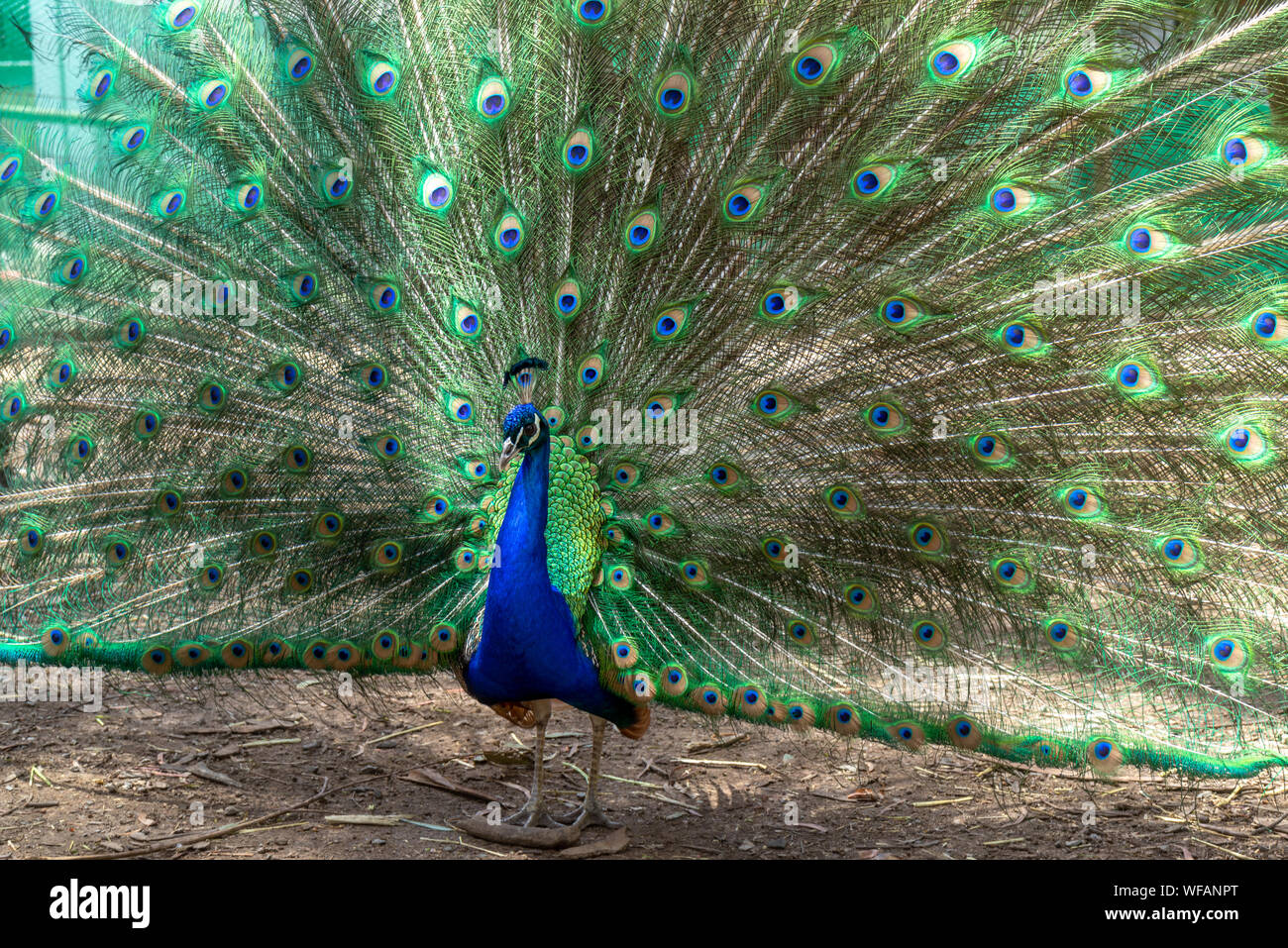 Magnifique oiseau Paon Banque D'Images