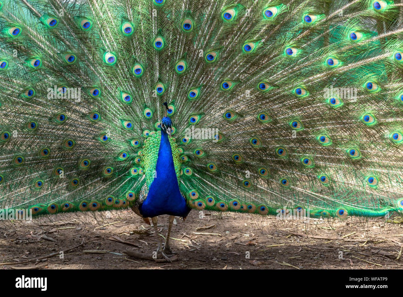 Magnifique oiseau Paon Banque D'Images