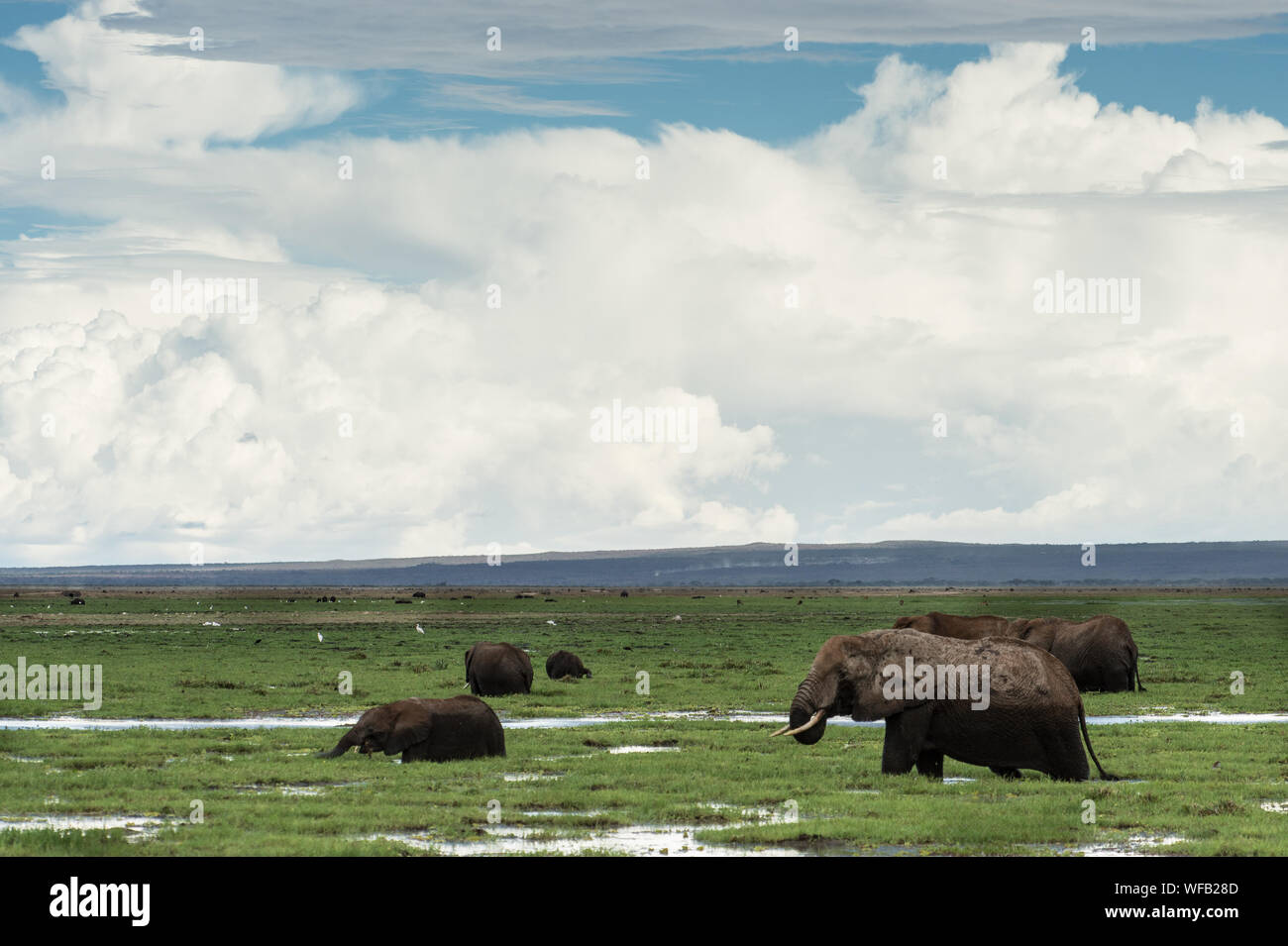 Bush d'Afrique, Loxodonta africana, l'éléphant d'Elephantidae, Parc National d'Amboseli, Kenya, Africa Banque D'Images