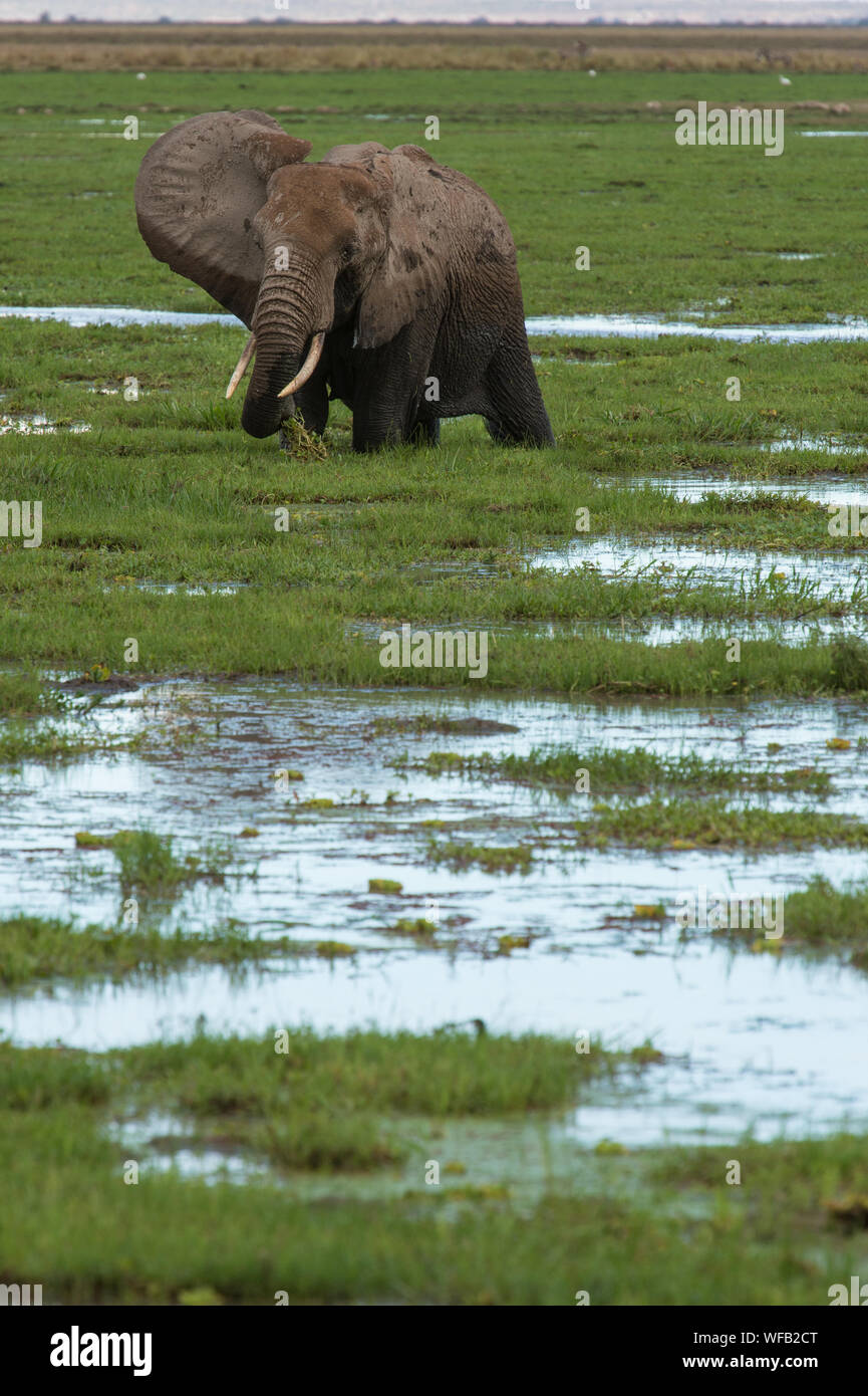 Bush d'Afrique, Loxodonta africana, l'éléphant d'Elephantidae, Parc National d'Amboseli, Kenya, Africa Banque D'Images