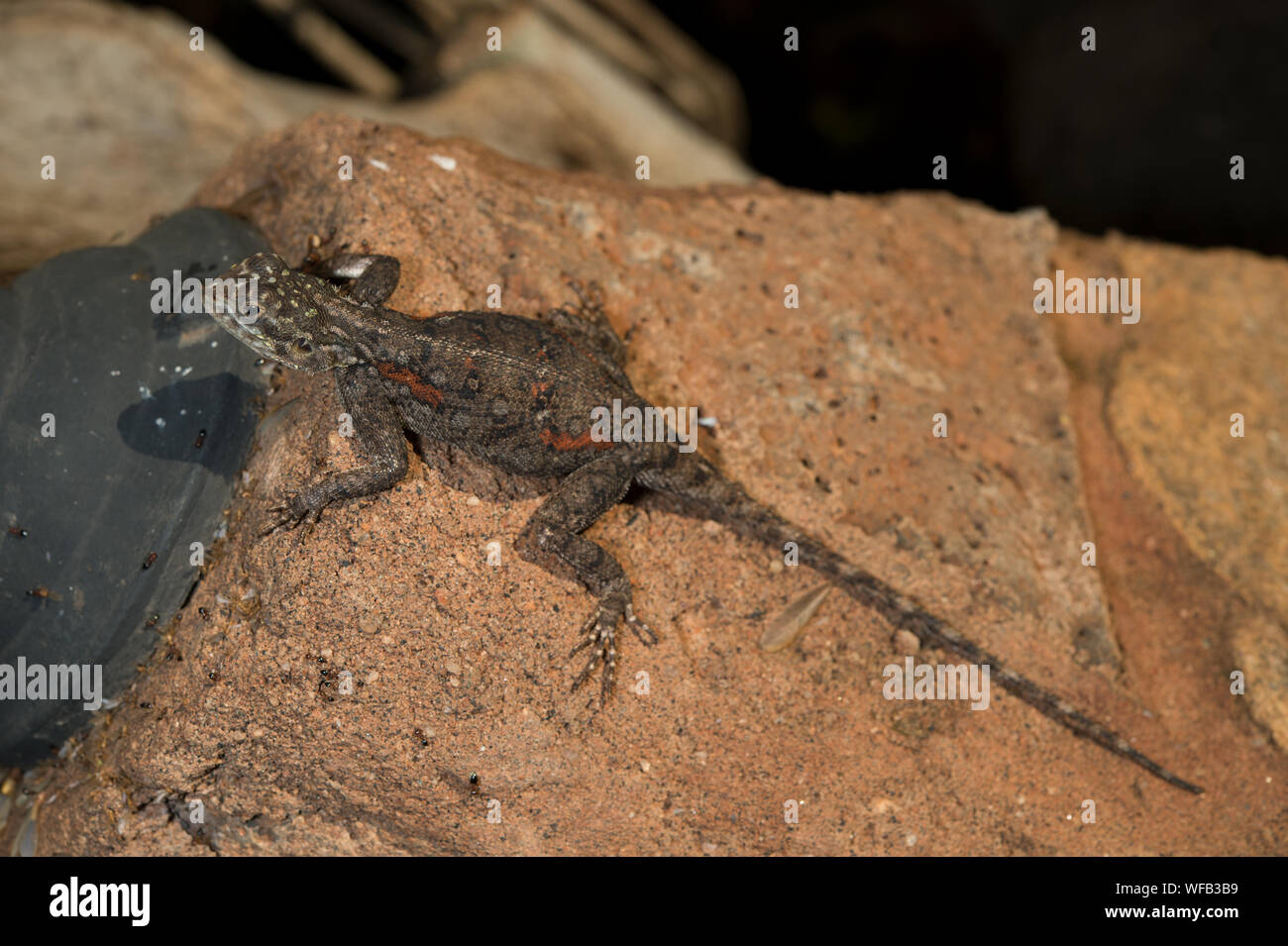 Femelle d'Agama agama Agama, arc-en-ciel, Agamidae, à l'Ouest le parc national de Tsavo, au Kenya, l'Afrique Banque D'Images