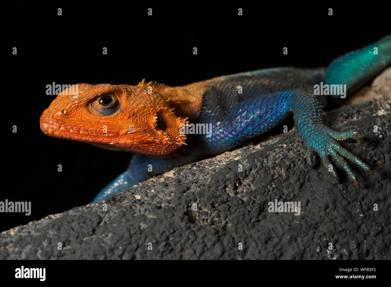 Arc-en-ciel de mâle, Agama agama Agama, Agamidae, à l'Ouest le parc national de Tsavo, au Kenya, l'Afrique Banque D'Images