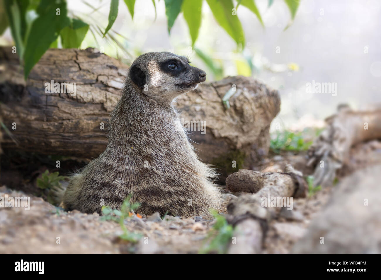 Meerkat vigilante garde un Lookout. Cette petite créature vit en boîtes et est indigène dans le sud de l'Afrique. Banque D'Images