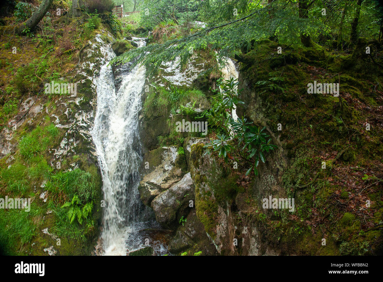 Cascade dans une forêt, Isle of Arran, Ecosse, Royaume-Uni Banque D'Images