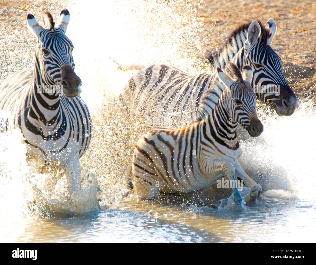 Les zèbres s'exécutant dans une rivière, Etosha National Park, Namibie Banque D'Images