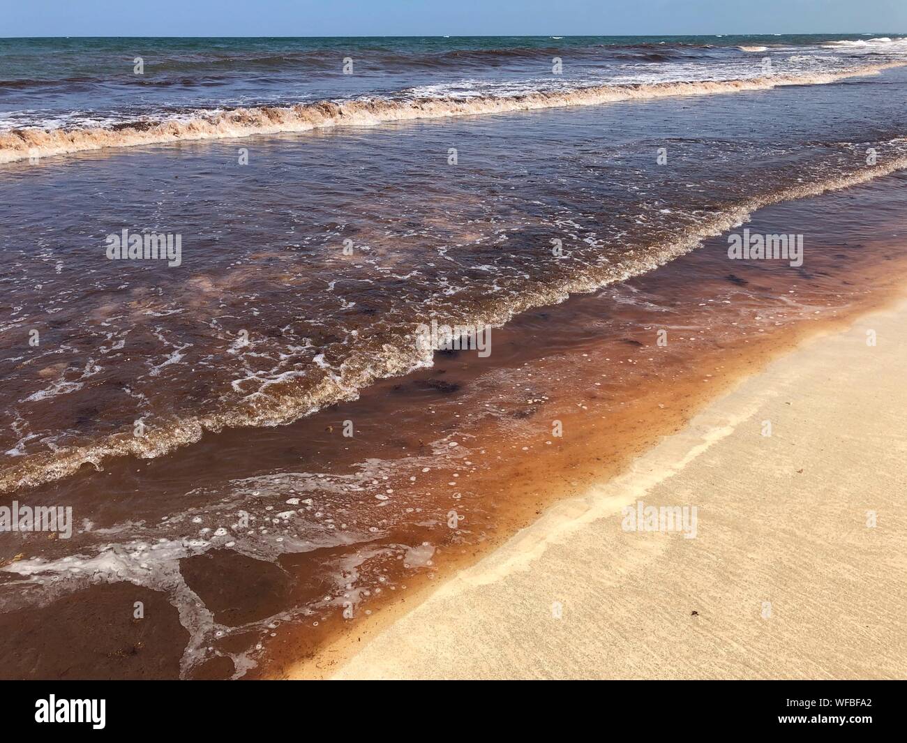 Les algues dans la mer de sargasses, Tulum, Quintana Roo, Mexique Banque D'Images