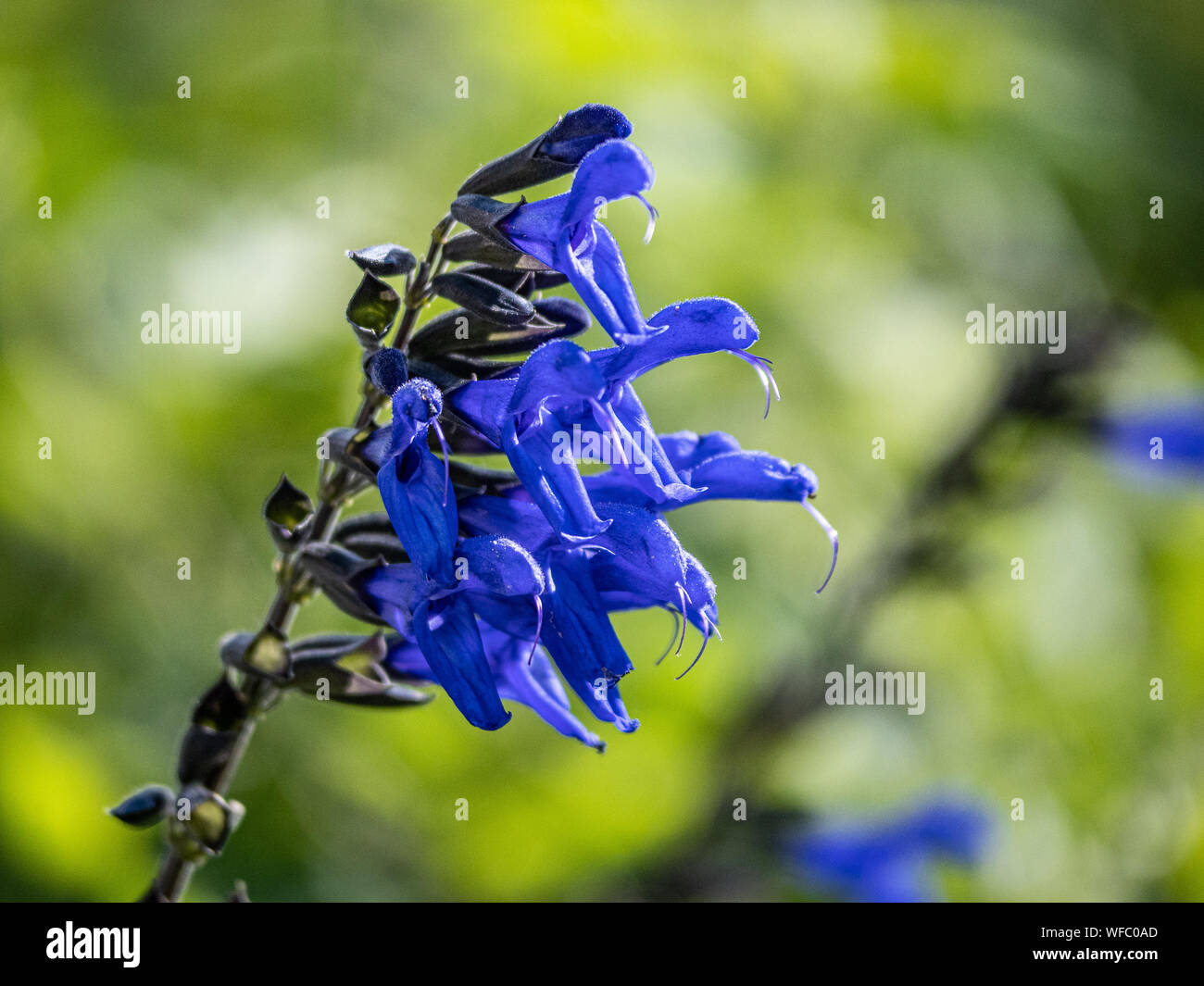 Une grappe de fleurs de sauge bleu à côté d'un sentier de randonnée dans un petit parc forestier japonais. Banque D'Images