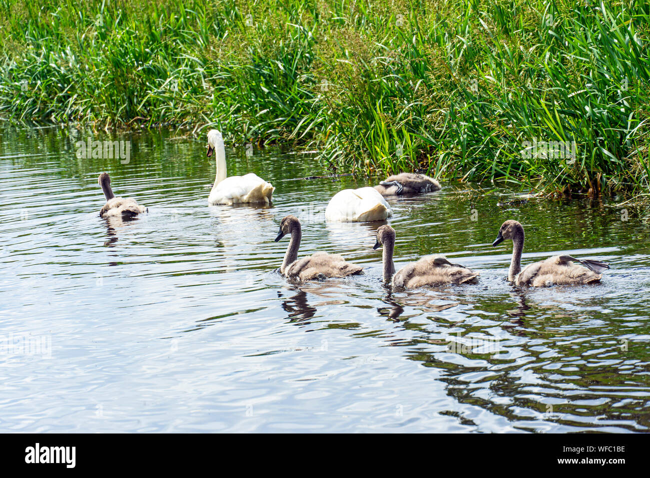 Un cygne couple avec sygnets la baignade dans l'Union de l'ouest du Canal de Linlithgow Lothian Ouest Ecosse UK Banque D'Images