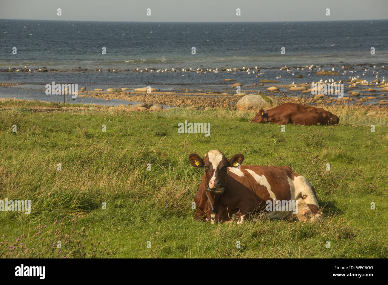 Vaches se reposant sur le rivage Banque D'Images