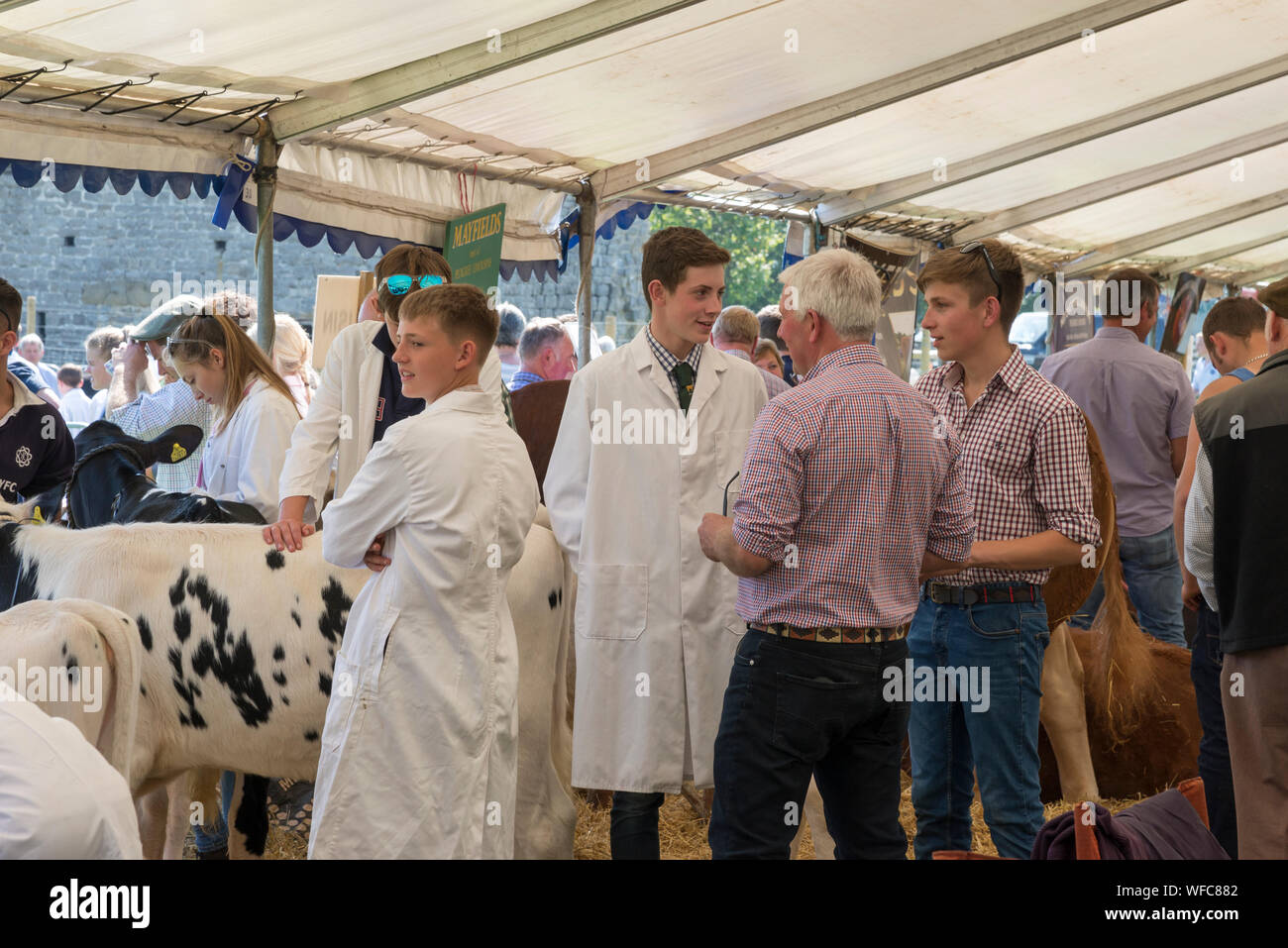 Espérons Montrer sur la banque Août 2019 Maison de vacances dans le Derbyshire, Angleterre. Les jeunes agriculteurs dans le cadre de sélection des bovins. Banque D'Images