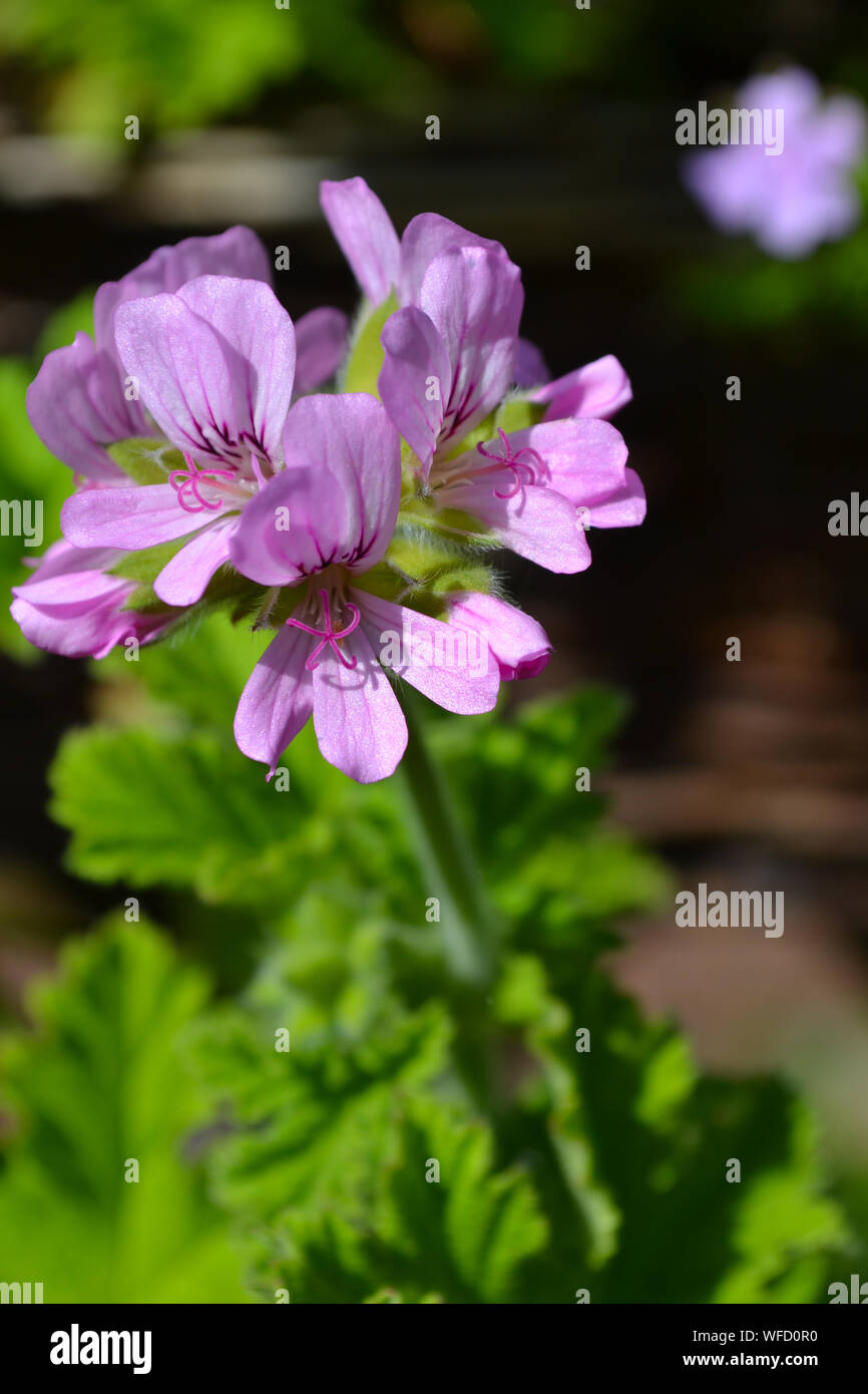 Pelargonium 'Attar of Roses', un géranium Feuilles parfumées Banque D'Images