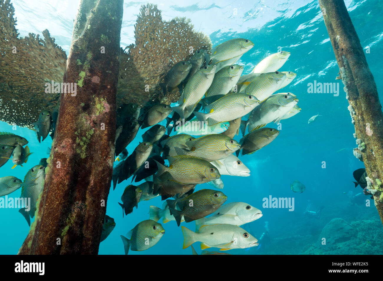Rabbitfishes Siganus guttatus, d'or, à l'abri autour des coraux acropora croissant sur une jetée, Raja Ampat Indonésie Banque D'Images