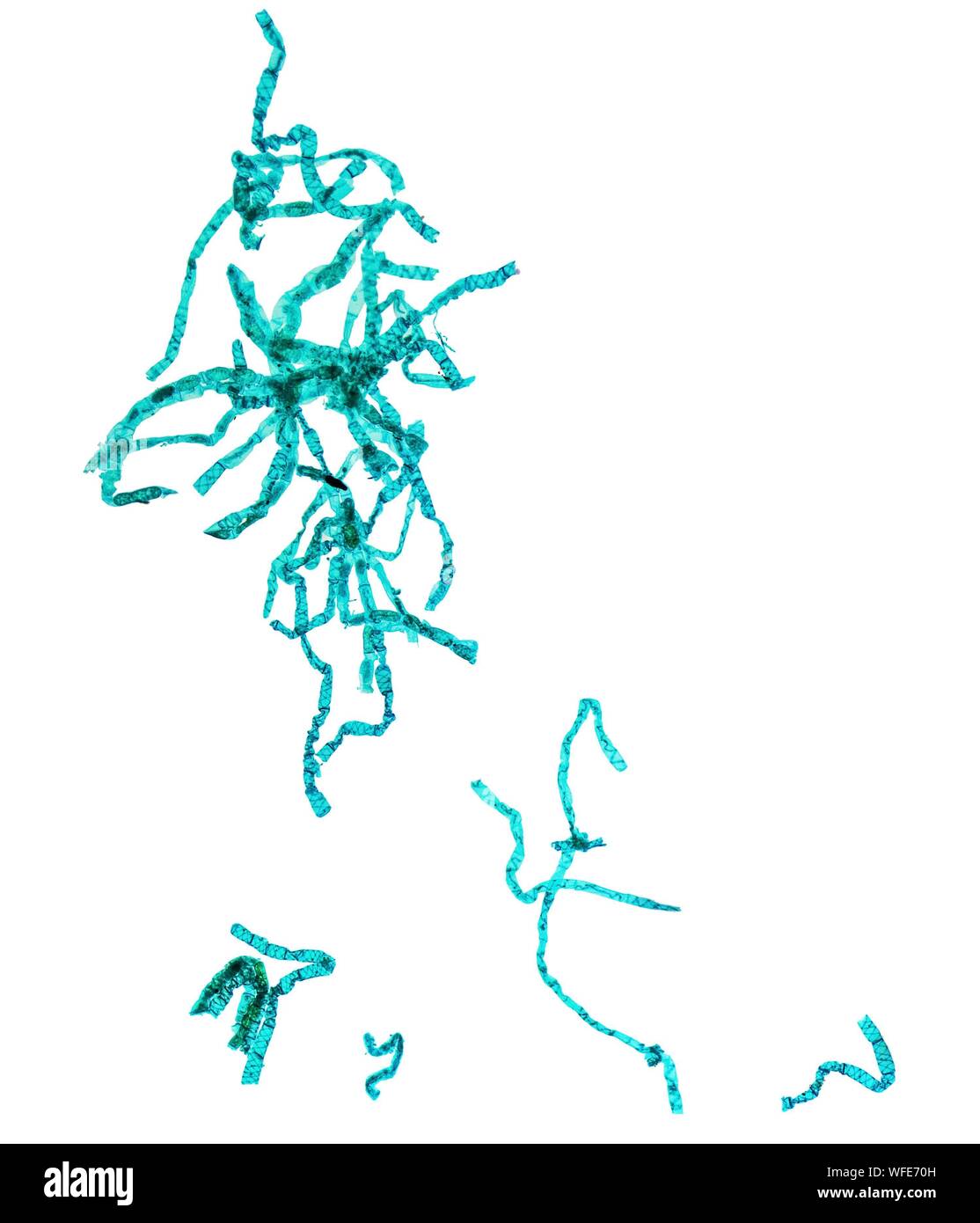 Vue microscopique de bactérie sur fond blanc Banque D'Images