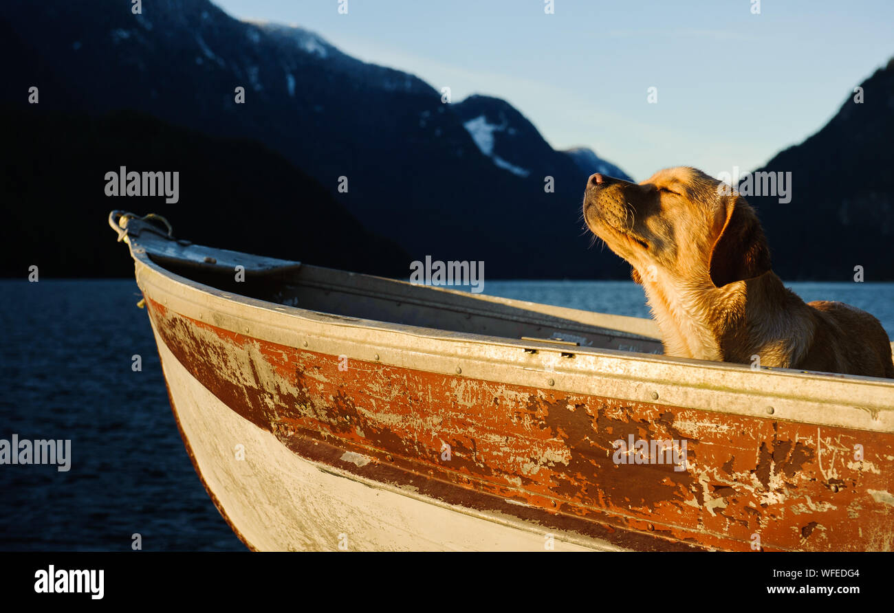 Labrador Retriever jaune en bateau sur le lac Banque D'Images